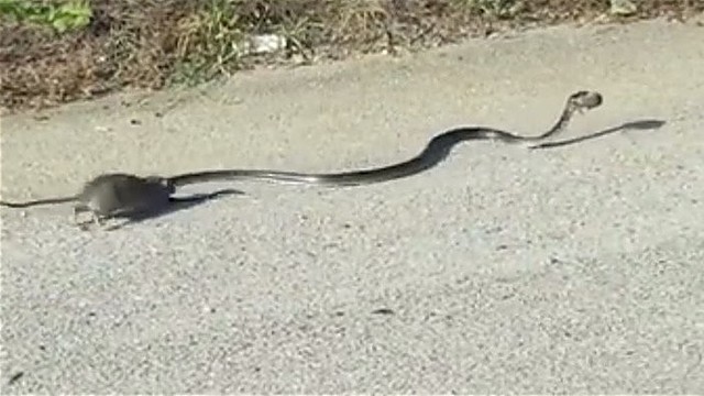 Žiurkės ir gyvatės kova: neįtikėtinai išvadavo jauniklį