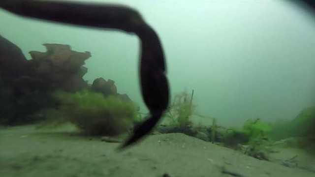 Metus vandenyje išbuvusi kamera užfiksavo intriguojantį vaizdą