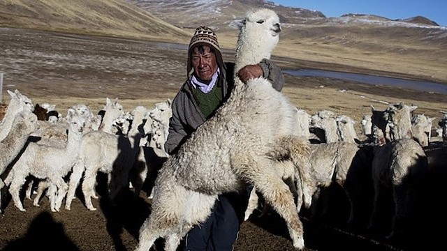 Alpakų vilnos tiekėjai sunerimę: gyvūnai gaišta šimtais