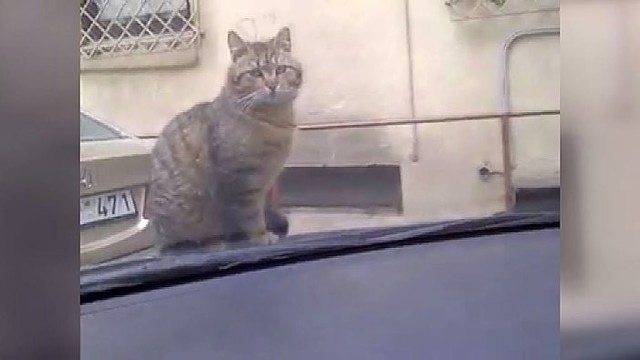Automobilį pamėgęs katinas nustebino vairuotoją savo įžūlumu