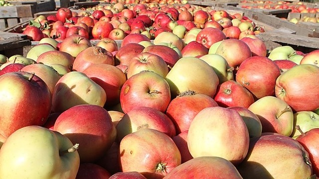 Pirkėjus atbaido pirmųjų lietuviškų obuolių kaina