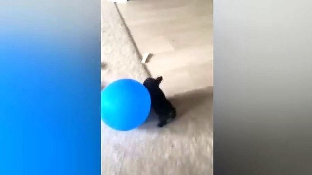 Mažam šuneliui davė didelį oro balioną ir nufilmavo jo reakciją