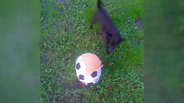 Privers nusišypsoti: šuniuko kova su kamuoliu baigėsi netikėtai