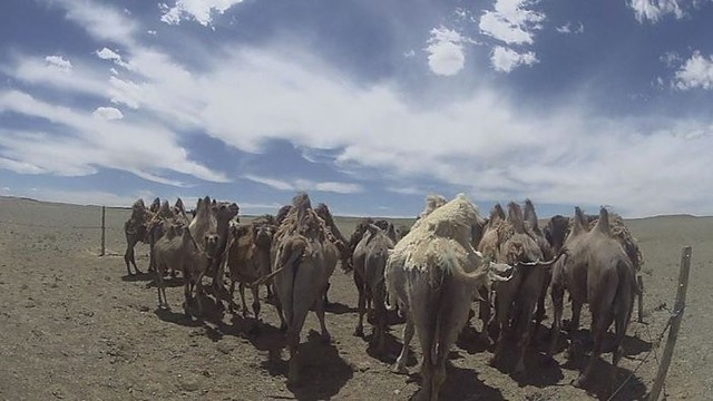 Gobio dykuma – ūkiančių vėjų ir kupranugarių žemė