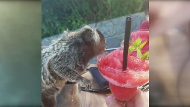 Nufilmavo gėrimus mėgstančią beždžionėlę ir laimėjo 100 eurų!
