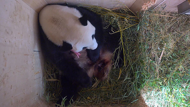 Vienos zoologijos sode panda nustebino prižiūrėtojus