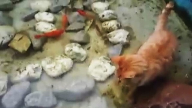 Žuvytes akvariume gaudanti katė prajuokino internautus
