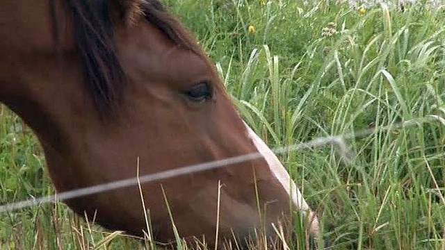 Puskulėnų kaimą terorizuoja čigonų arkliai
