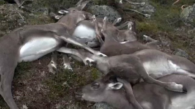 Košmaras Norvegijoje: vienu metu negyvi krito 323 elniai
