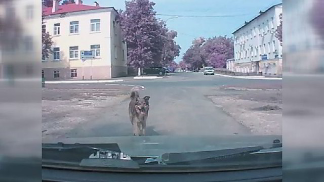 Šuo bandė perspėti vairuotoją: nepatikėsite, kas nutiko po to