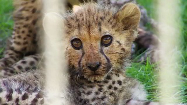 Lenkijoje gimė net devyni gepardo jaunikliai