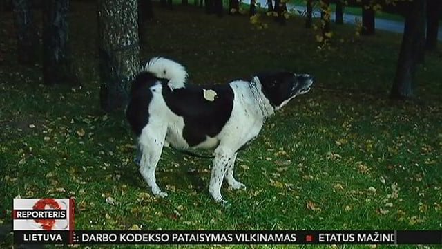 Šuns pavedžioti į parką išėjęs panevėžietis rastas nužudytas (I)