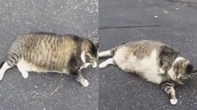 Nutukęs katinas internete sukėlė tikrą audrą