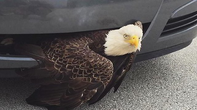 Nustebino radinys: retas paukštis slėpėsi automobilio grotelėse