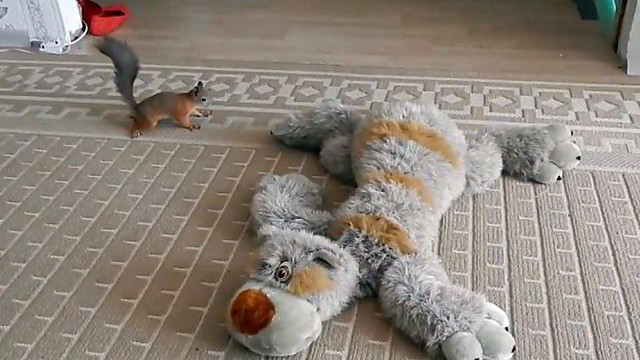 Prajuokins: voverė nenustygo vietoje norėdama pažadinti pliušinį žaislą