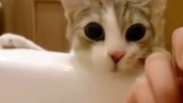 Kačiukas išvydo savo šeimininkę vonioje. Jo reakcija sužavėjo tūkstančius