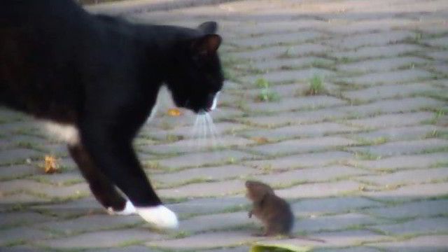 Katė tokio susidūrimo nesitikėjo: kovingai nusiteikusi pelė ją pamokė