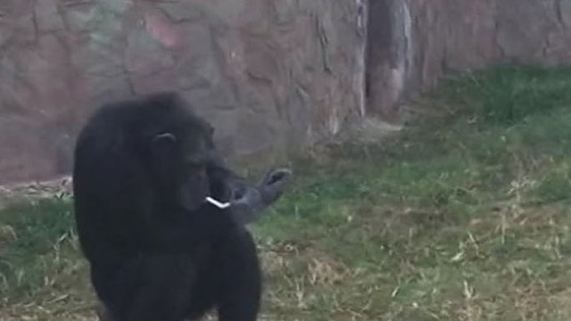 Šimpanzė pribloškė: per dieną supeša pakelį cigarečių