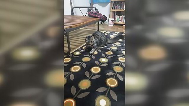 Katino reakcija į naują kilimą prajuokino net šeimininkę