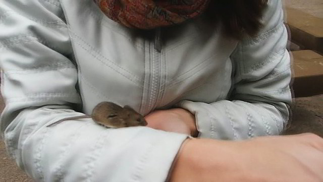 Gailestinga lietuvė nepaliko pelės nelaimėje. Štai ką ji padarė