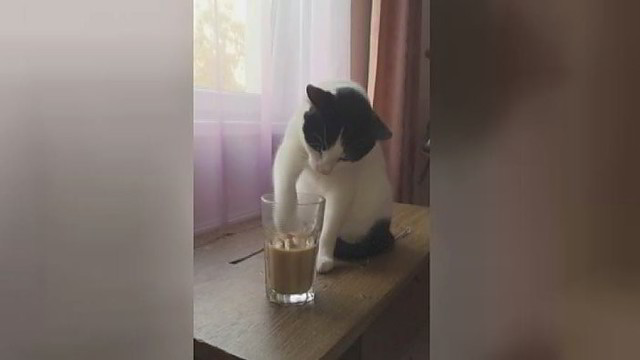 Šeimininkė užfiksavo: katė pamėgo „3 in 1“ kavą
