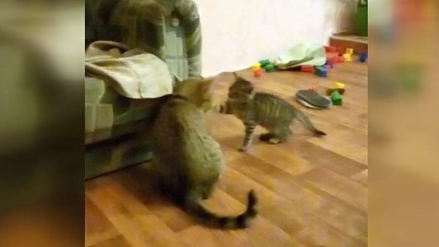 Katinas bandė nugalėti kačiuką, bet sulaukė staigmenos