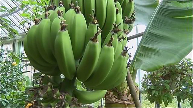 Kretingiškius pradžiugino įspūdingas bananų derlius