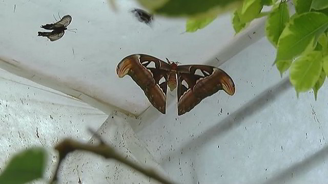 Kauno oranžerijoje lankytoju stebina drugeliai milžinai (II)