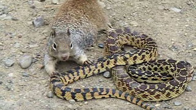 Nufilmuota: vyrą pašiurpinusi voverės ir gyvatės kova stingdo kraują