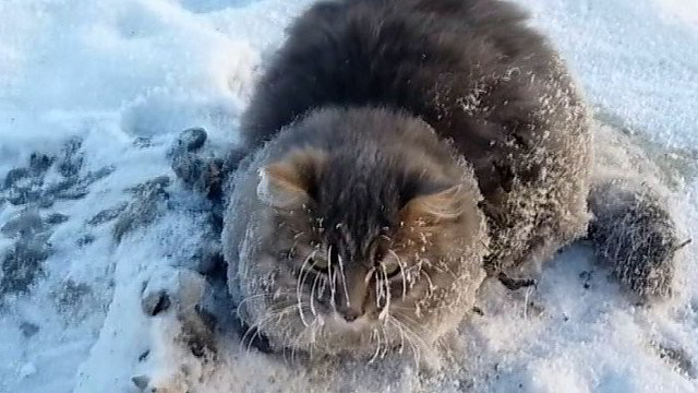 Šis kačiukas įšalo į ledą. Pro šalį ėjusi pora neliko abejinga