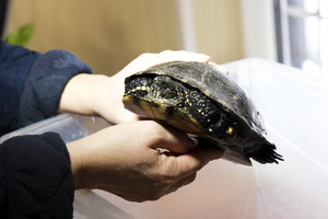 Kaune 101 balinis vėžlys zoologijos sode užmigo žiemos miegu