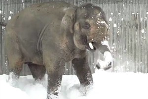 Gyvūnų reakcija išvydus sniegą privers plačiai nusišypsoti