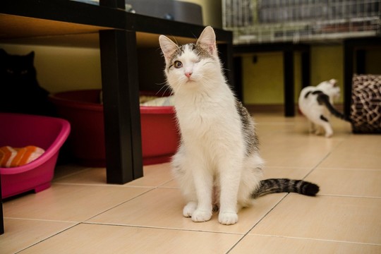 Ypatingos išvaizdos katė – norintiems išskirtinio gyvūno