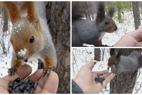 Pamatykite iš arti: drąsūs miško gyventojai užkariauja socialinius tinklus