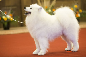 Išrinktas pats gražiausias šuo Lietuvoje