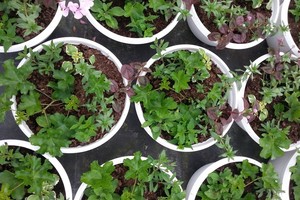 Augalai, kurie sužydės madingiausia 2017-ųjų metų spalva – specialistės rekomendacijos