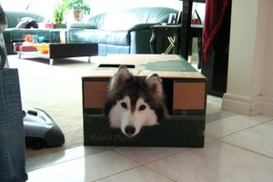 Sunkiai sulaikysite juoką: katės, atrodančios visai kaip šunys