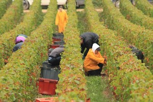 Taip gimsta išskirtinis šampanas