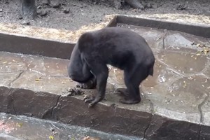 Bado grimasa: meškų poelgis sukrėtė zoologijos sodo lankytojus