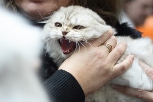 Kačių įkandimai ir įdrėskimai – itin pavojingi