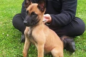 Dėl Ramzio žūties kaltas ne tik jo žudikas – žinau, kas prisidėjo