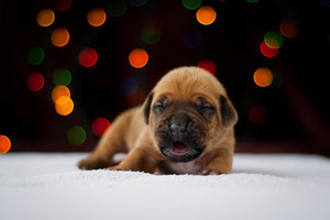 Svajonių šuo: egzotikos mėgėjų meilė – Rodezijos ridžbekas