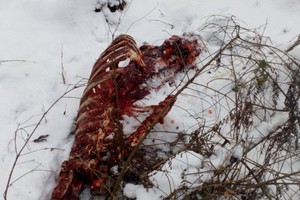 Kauno policijos pareigūnai ieško 3 elnius nušovusių brakonierių