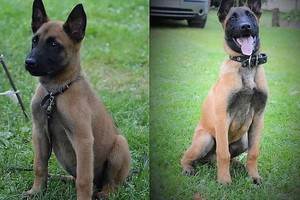 Vietoj žuvusio Ramzio pasienio pareigūnams įteikta gyva dovana