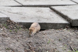 Vilniaus darželį užpuolė žiurkės