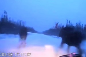 Išvydęs keturis briedžius vairuotojas padarė tai, kas atrodė neįmanoma