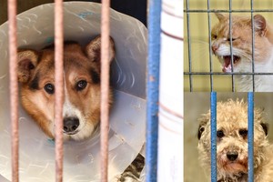 Gyvūnų kankintojų nesulaiko ir padidintos baudos