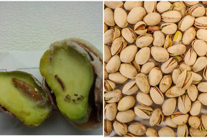 Vietoj traškių pistacijų rado siurprizą: „Pasirodo, jos ne tik kepintos“