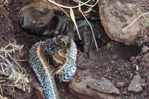 Kaip iš siaubo filmo: didelis tarantulas rijo savo ilgąjį grobį
