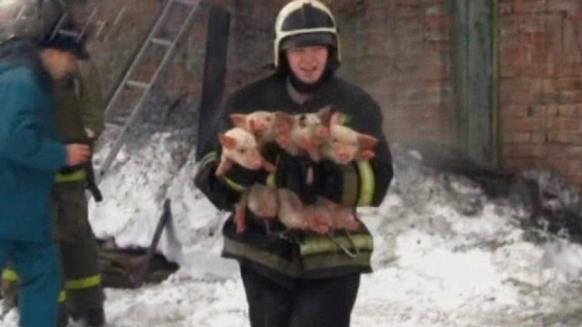 Sibire iš ugnies gniaužtų išgelbėti 200 paršelių